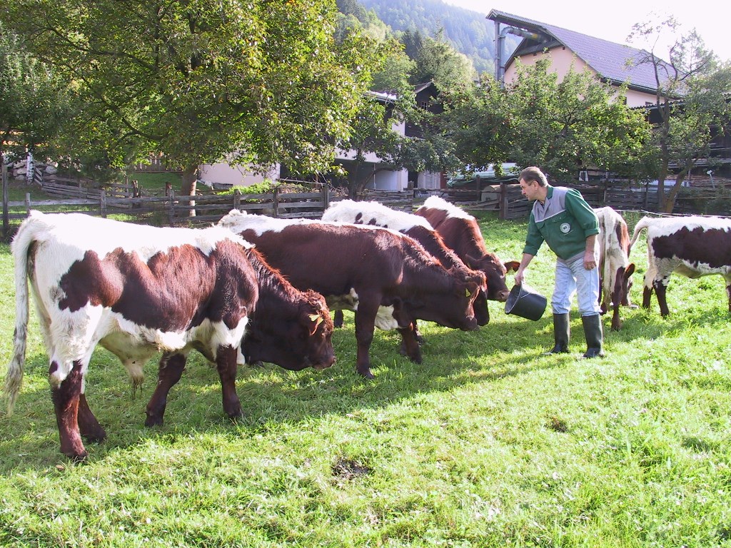 Ferien Bauernhof: Unsere Pinzgauer-Kühe auf der Wiese - Bio-Bauernhof Auernig