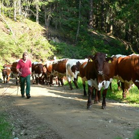 Ferien Bauernhof: Almauftrieb mit Kühen - Bio-Bauernhof Auernig