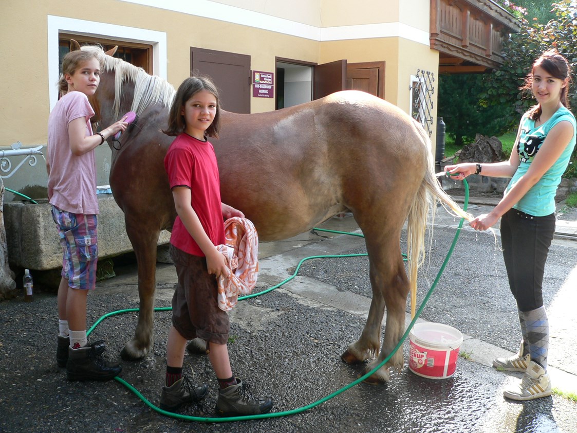 Ferien Bauernhof: Pferde beim Waschen - Bio-Bauernhof Auernig