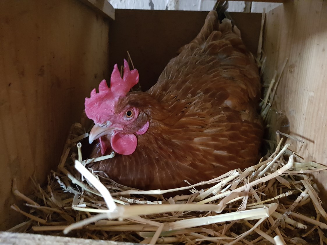 Ferien Bauernhof: Eier holen bei den Hennen - Bio-Bauernhof Auernig