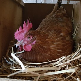 Ferien Bauernhof: Eier holen bei den Hennen - Bio-Bauernhof Auernig
