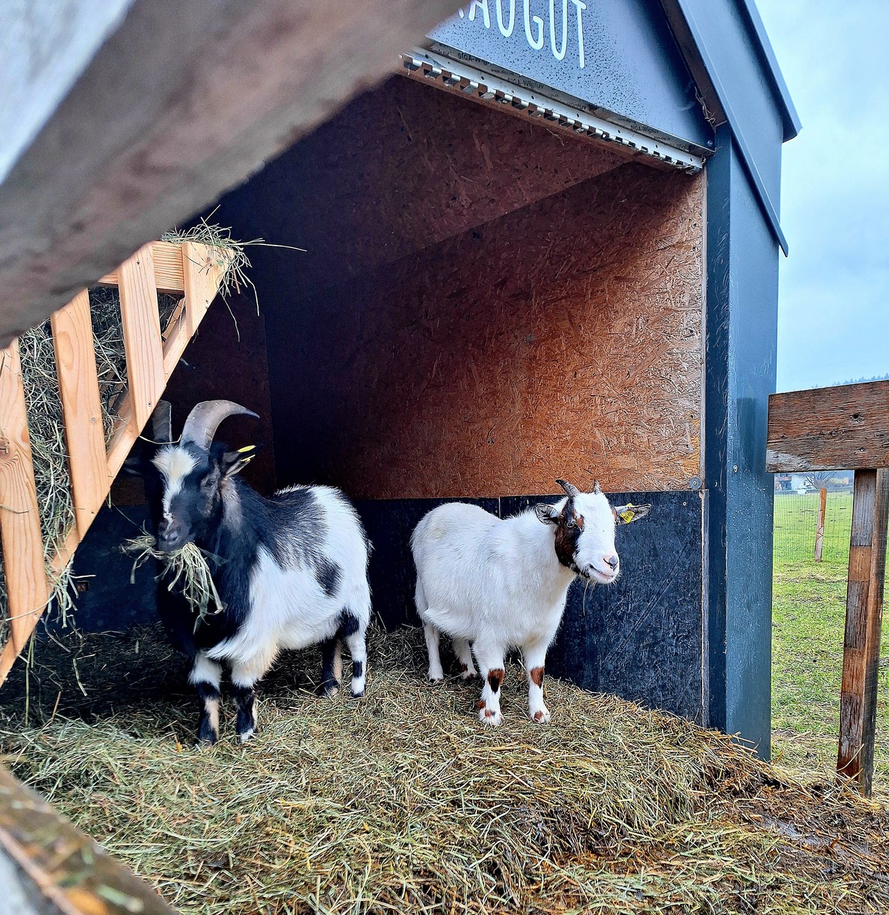 Bauernbräugut Nos animaux 