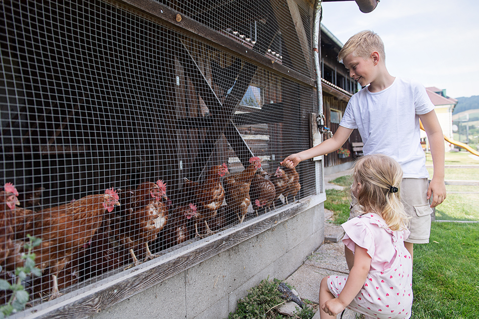Unterkunft: die Hühner besuchen - Hochleben Chalets