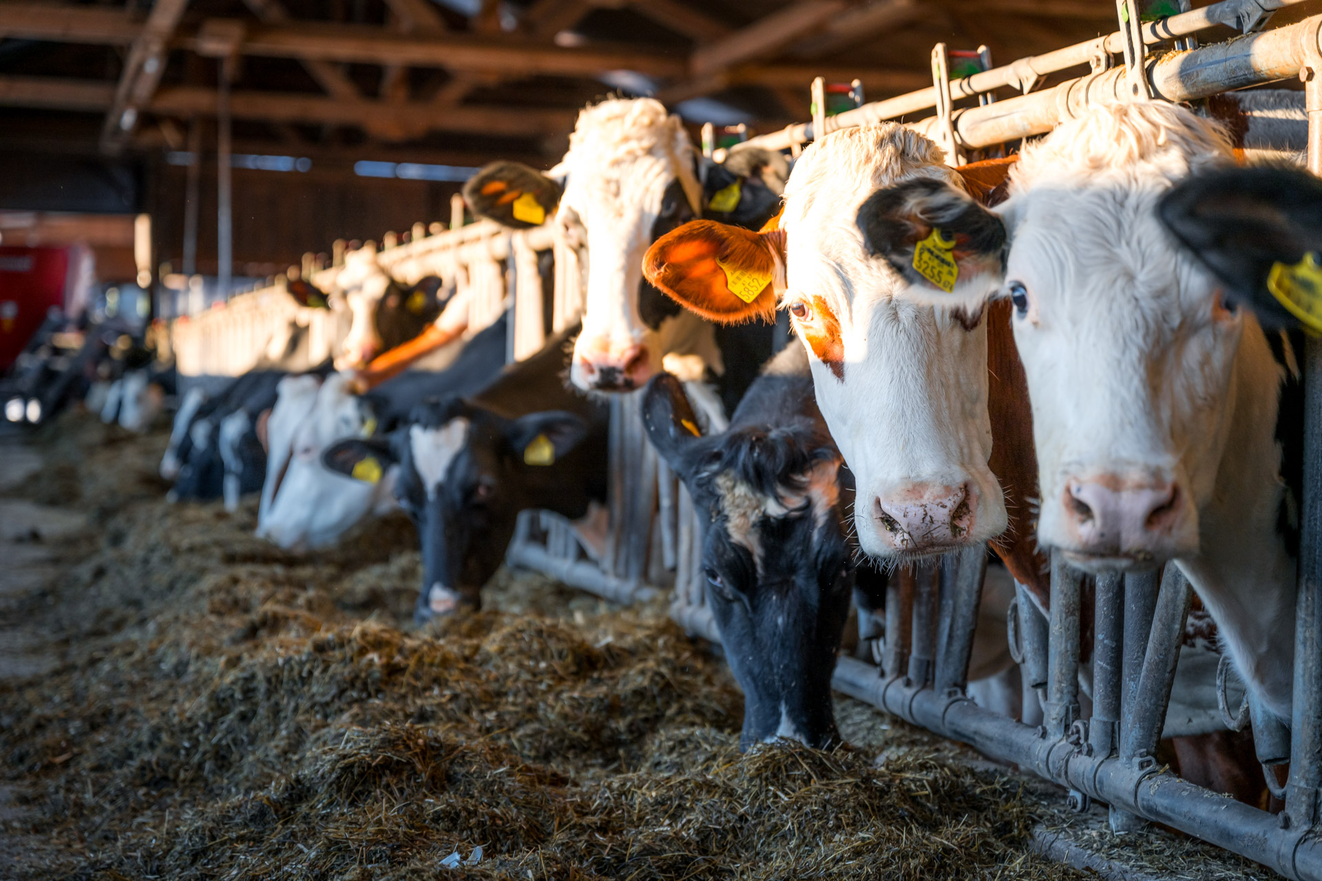 Unterkunft: Unsere Kühe - Hochleben Chalets