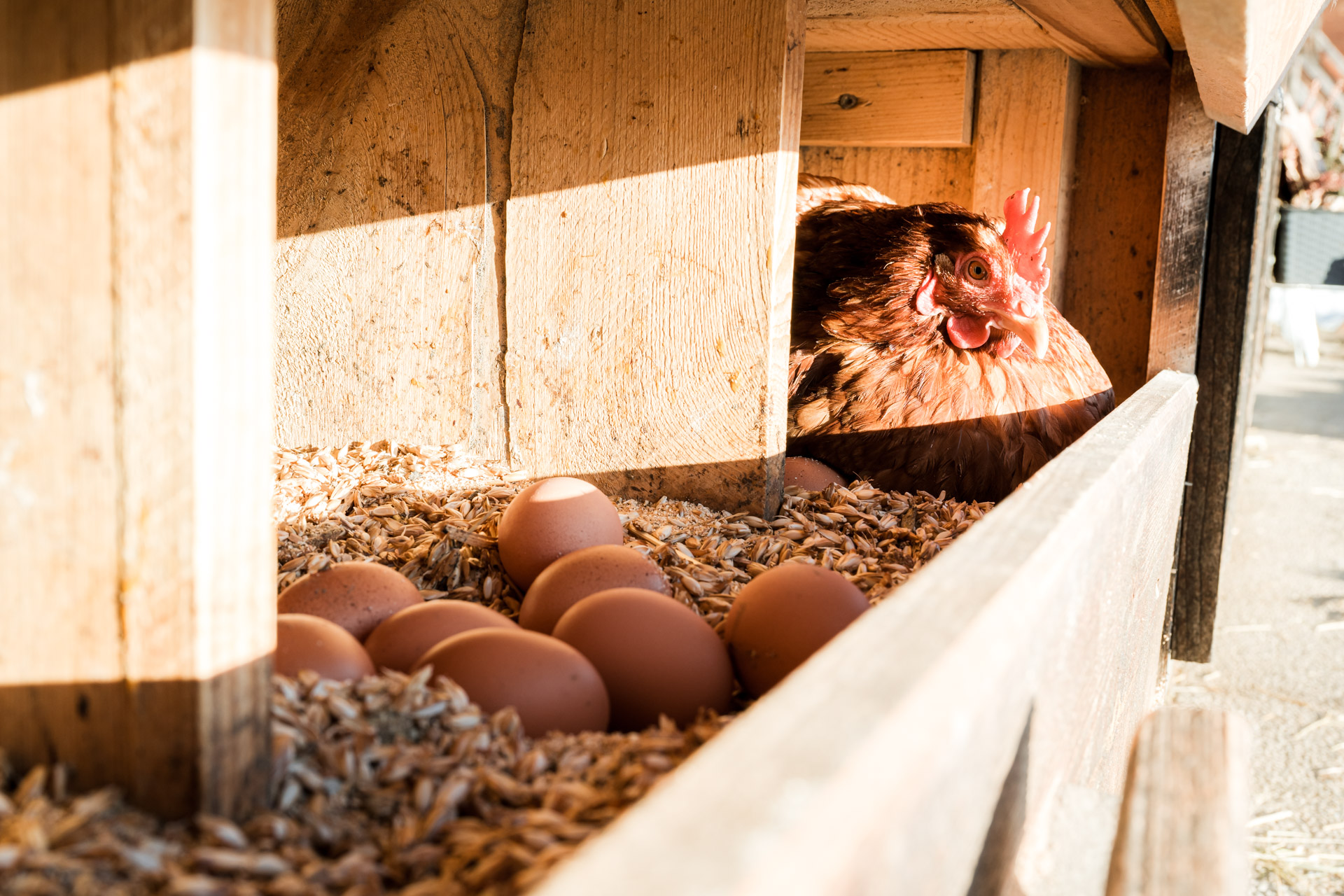 Unterkunft: frische Eier aus dem Nest holen - Hochleben Chalets