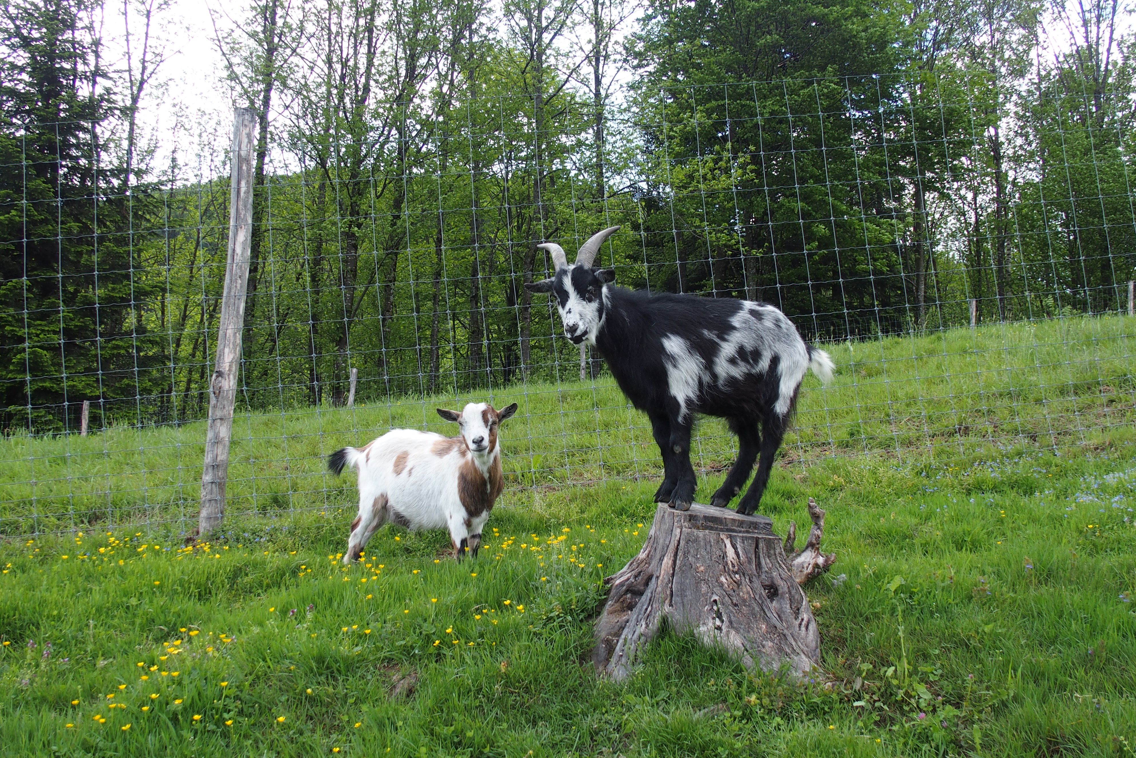 Ferien Bauernhof: Ziegen, Hasen, Hühner....  - Hirzighof**** im Schwarzwald
