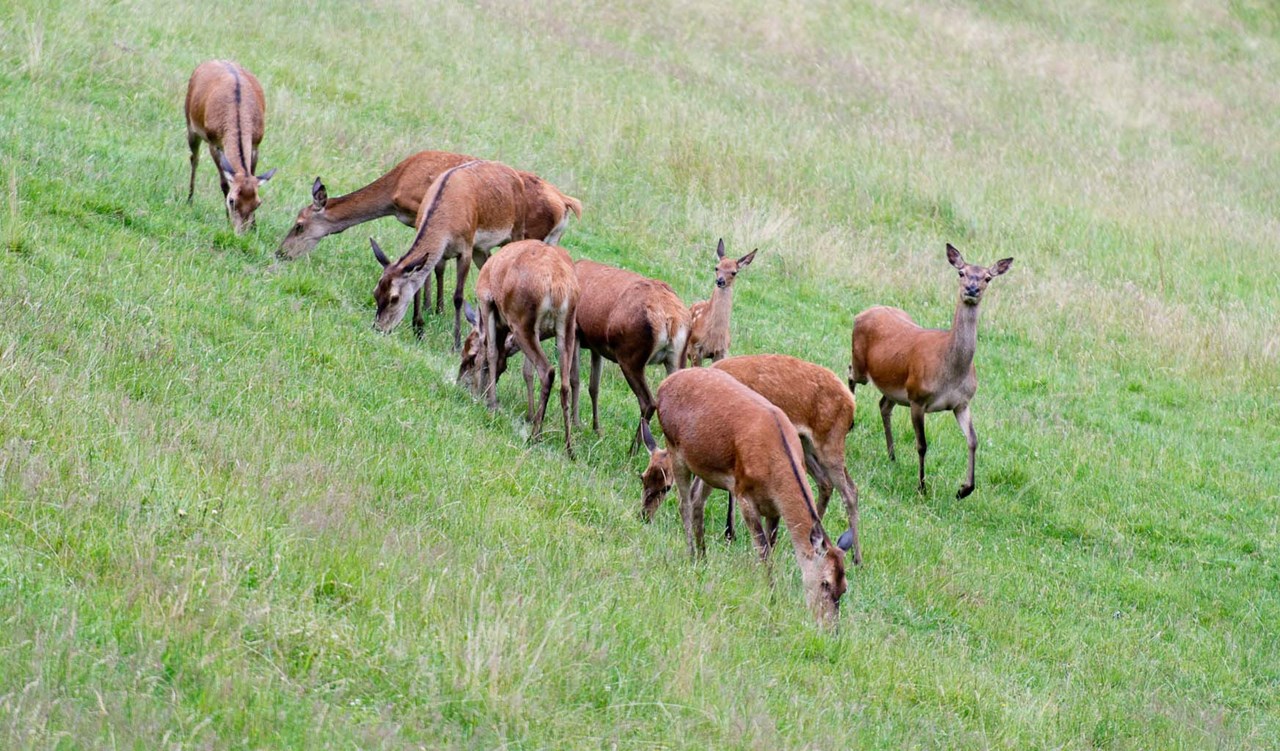 Hirzighof**** im Schwarzwald Our animals 