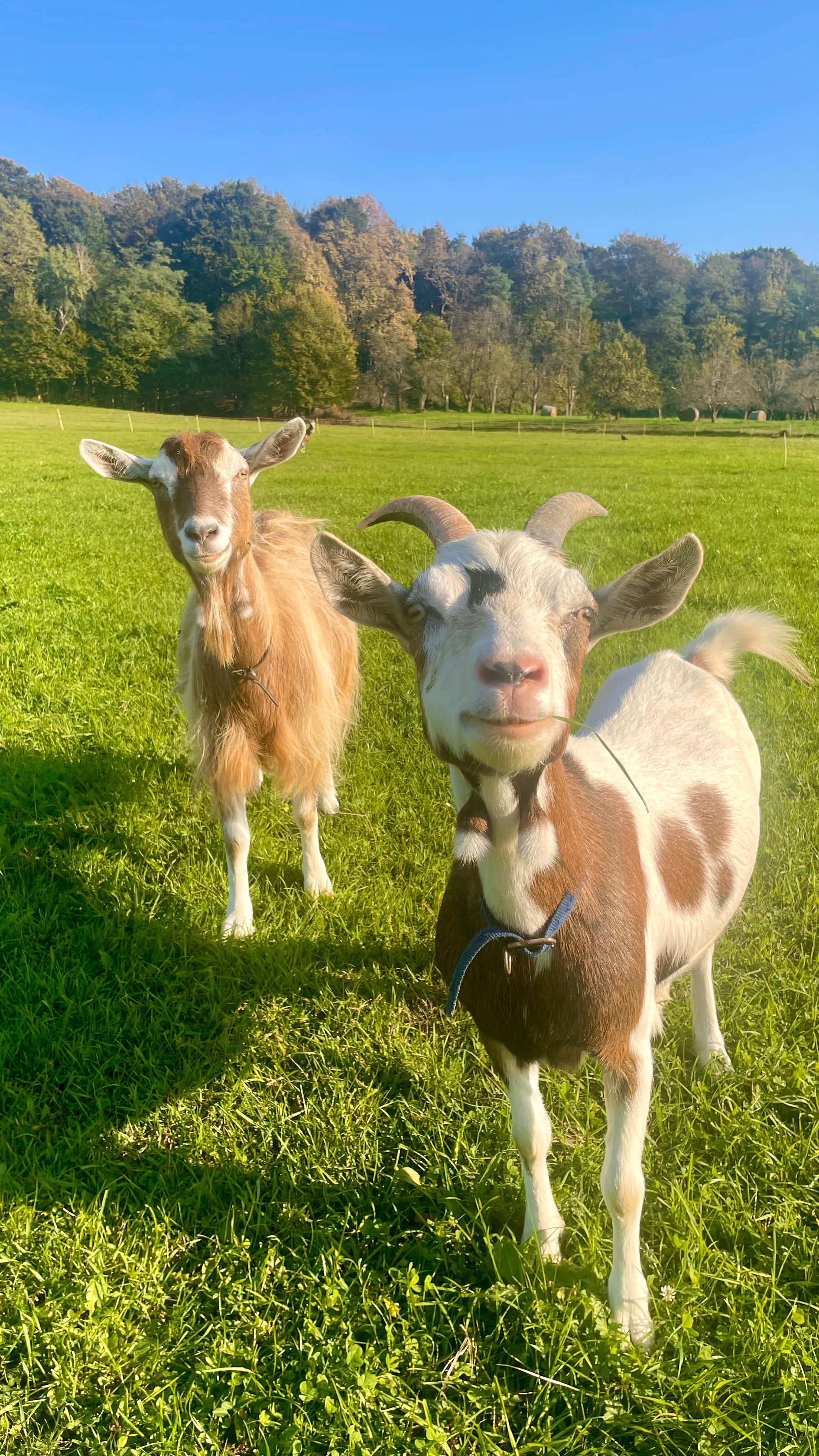 počitnice na kmetiji - Štajerska - Tiere am Hof die sich auf Streicheleinheiten freuen. Ziegen mit kleinen Kitz, Enten, Hühner Puten und Katze. - Landhaus Bender  Frühlingsangebot
