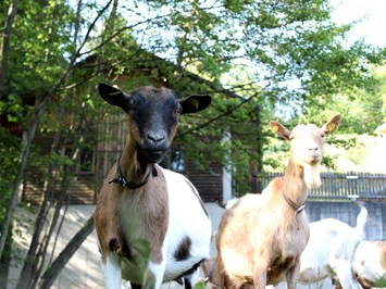 Schusterhans-Hof Our animals Goats in the pasture
