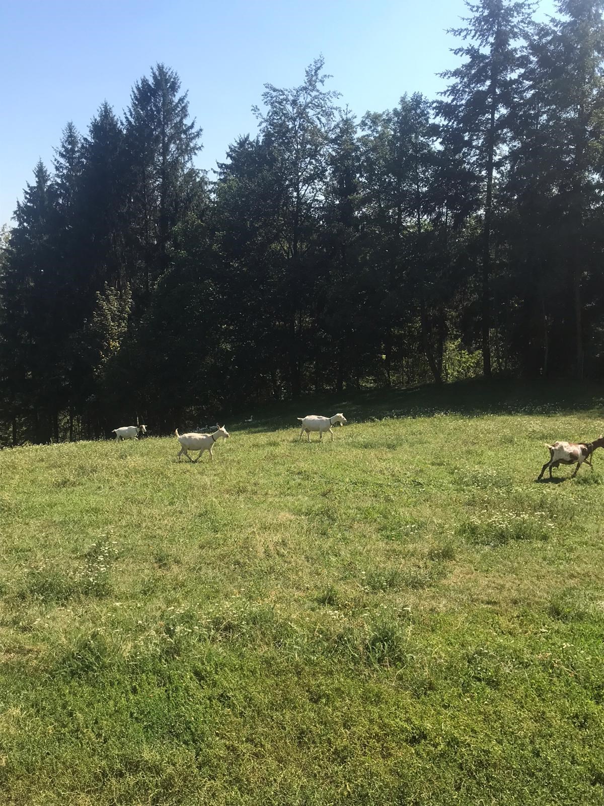 Schusterhans-Hof unsere Tiere Tiere auf der Weide