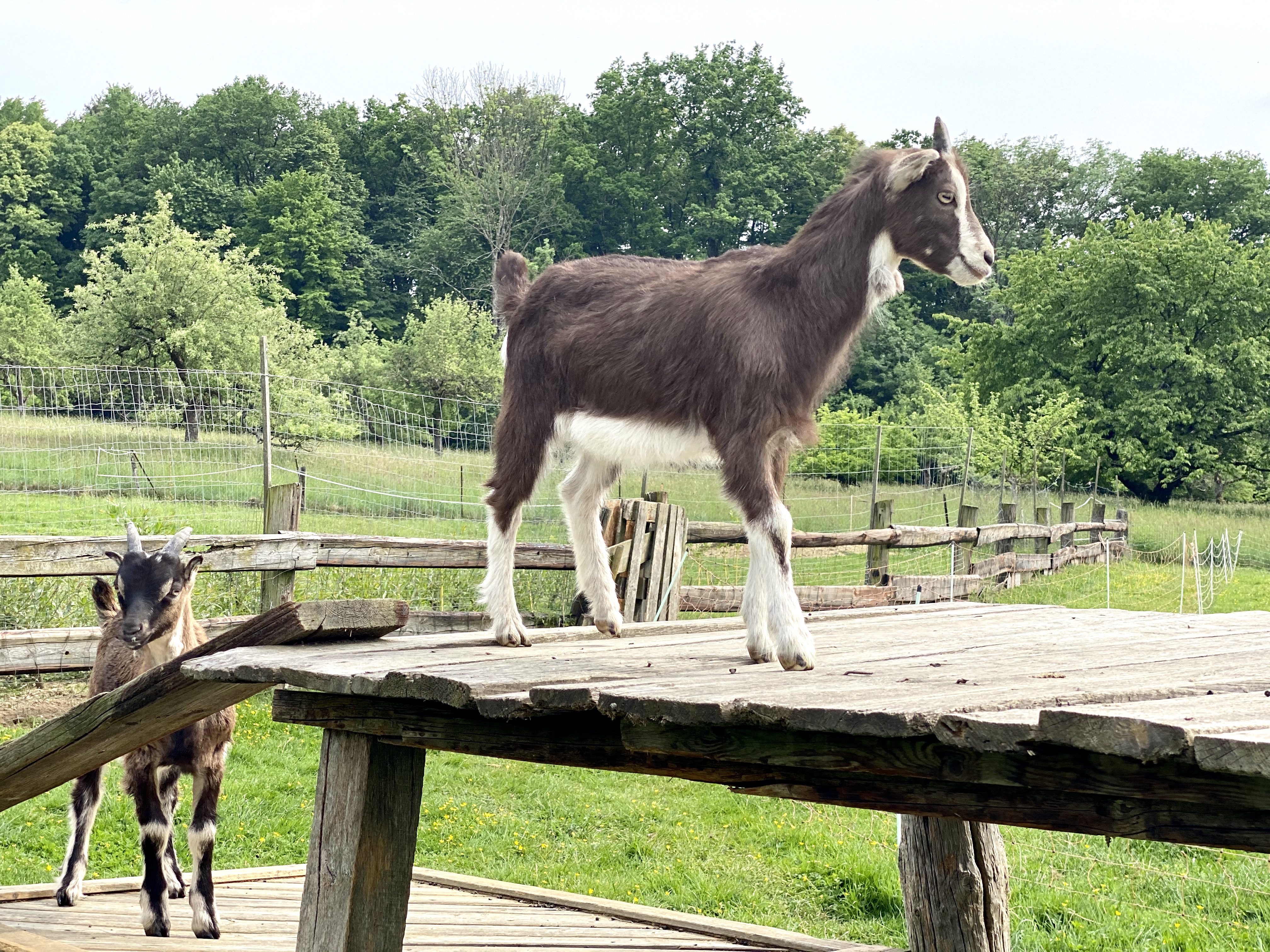 Unterkunft: Zwei Ziegen auf einer Weide dahinter ein Wald und Obstbäume - Wohnung Familienglück