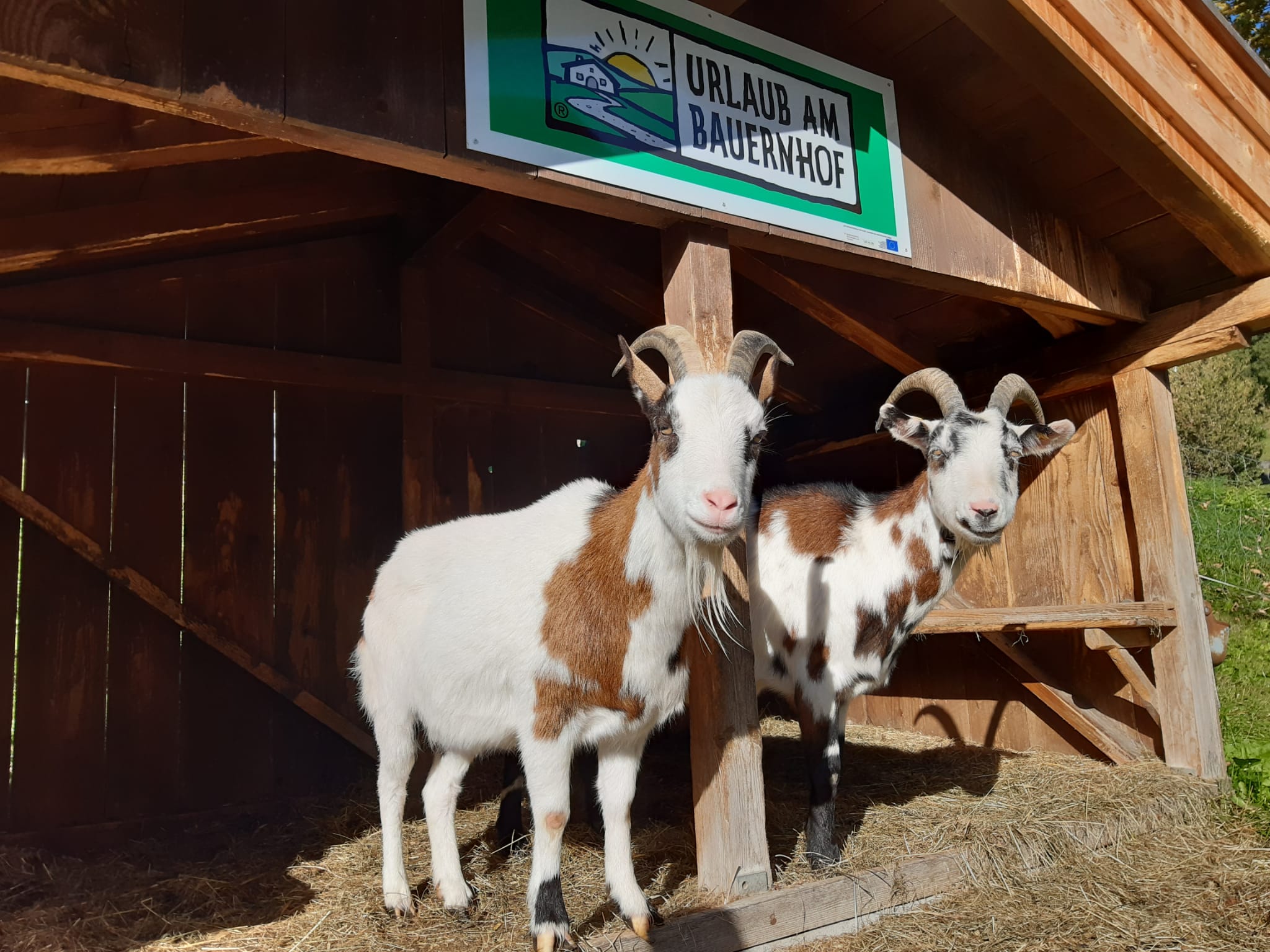 Ferien Bauernhof: unsere Ziegen Luna und Maggy - Hinterburghof