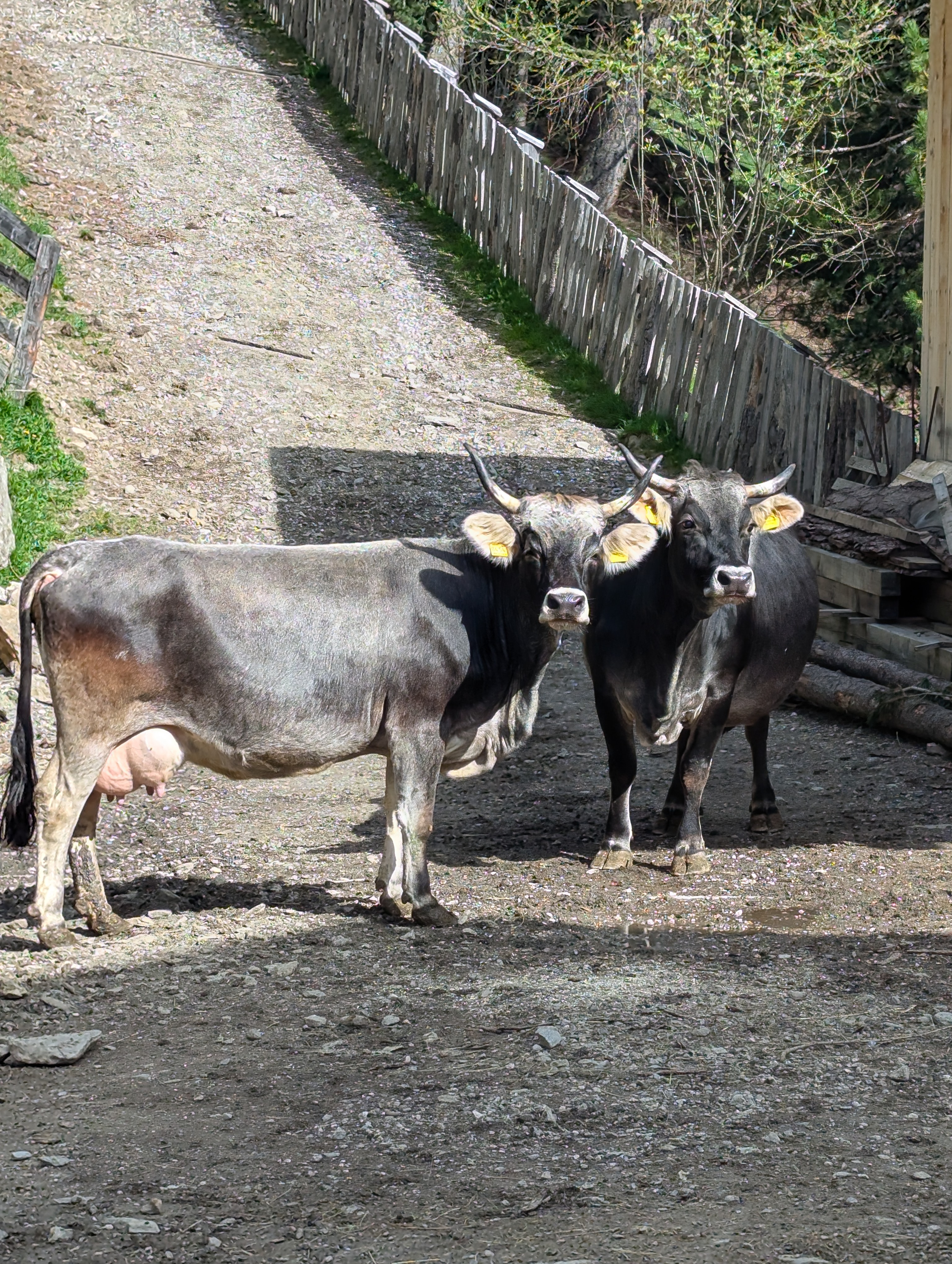 Ferien Bauernhof: Biohof Kofler