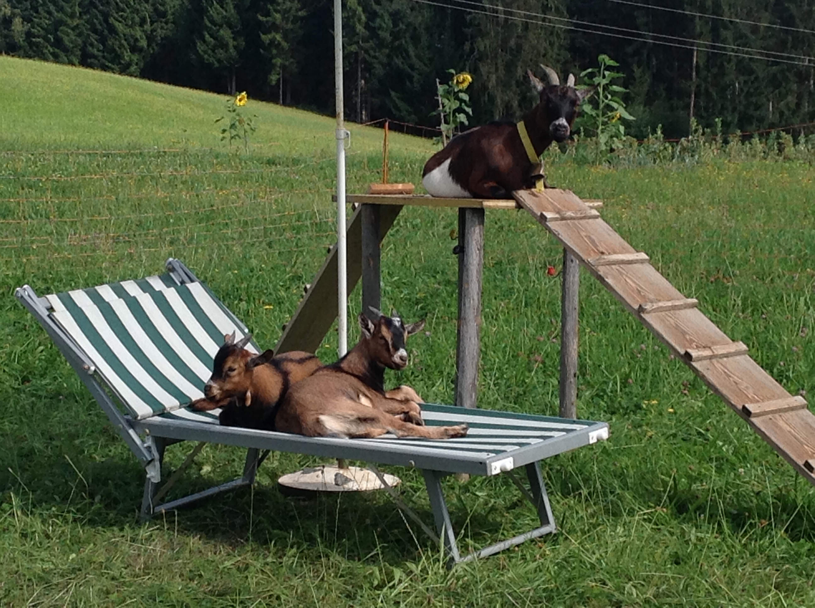 Unterkunft: Ziegen genieße auch den "Urlaub" - FeWo "Alpenrose"