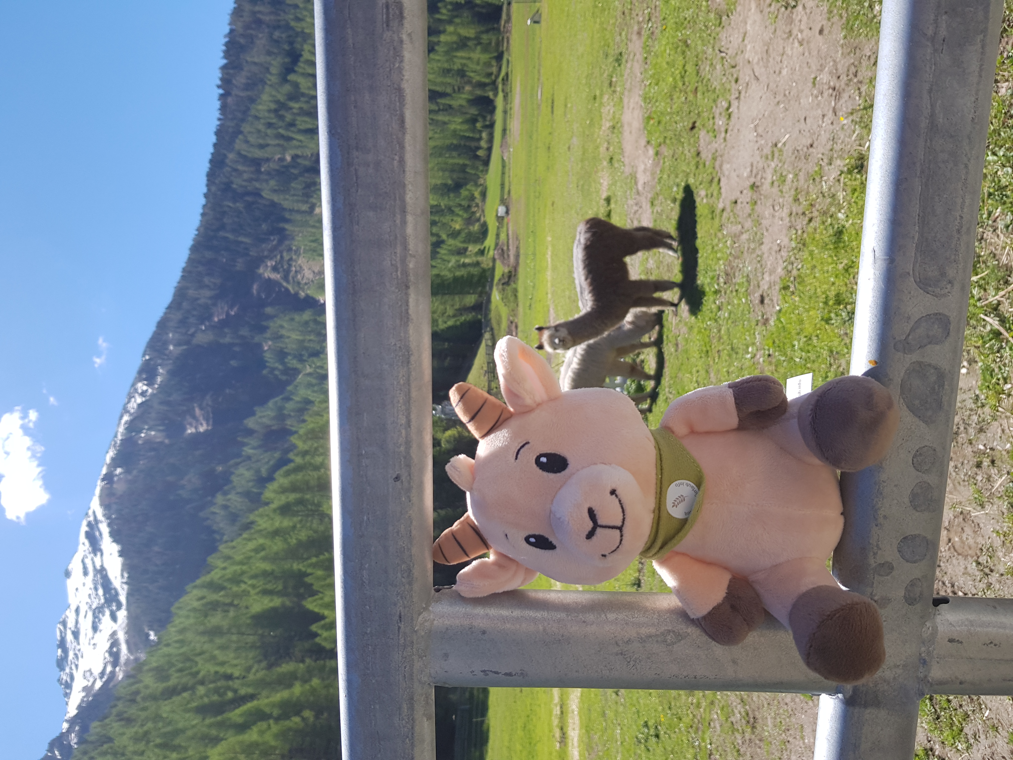 Urlaub auf dem Bauernhof - Urlaubsangebot: Sommer-Angebot - Zieglinde bei den Alpakas - Reiterhof Alpin Appart Last Minute Sommerferien im Ötztal