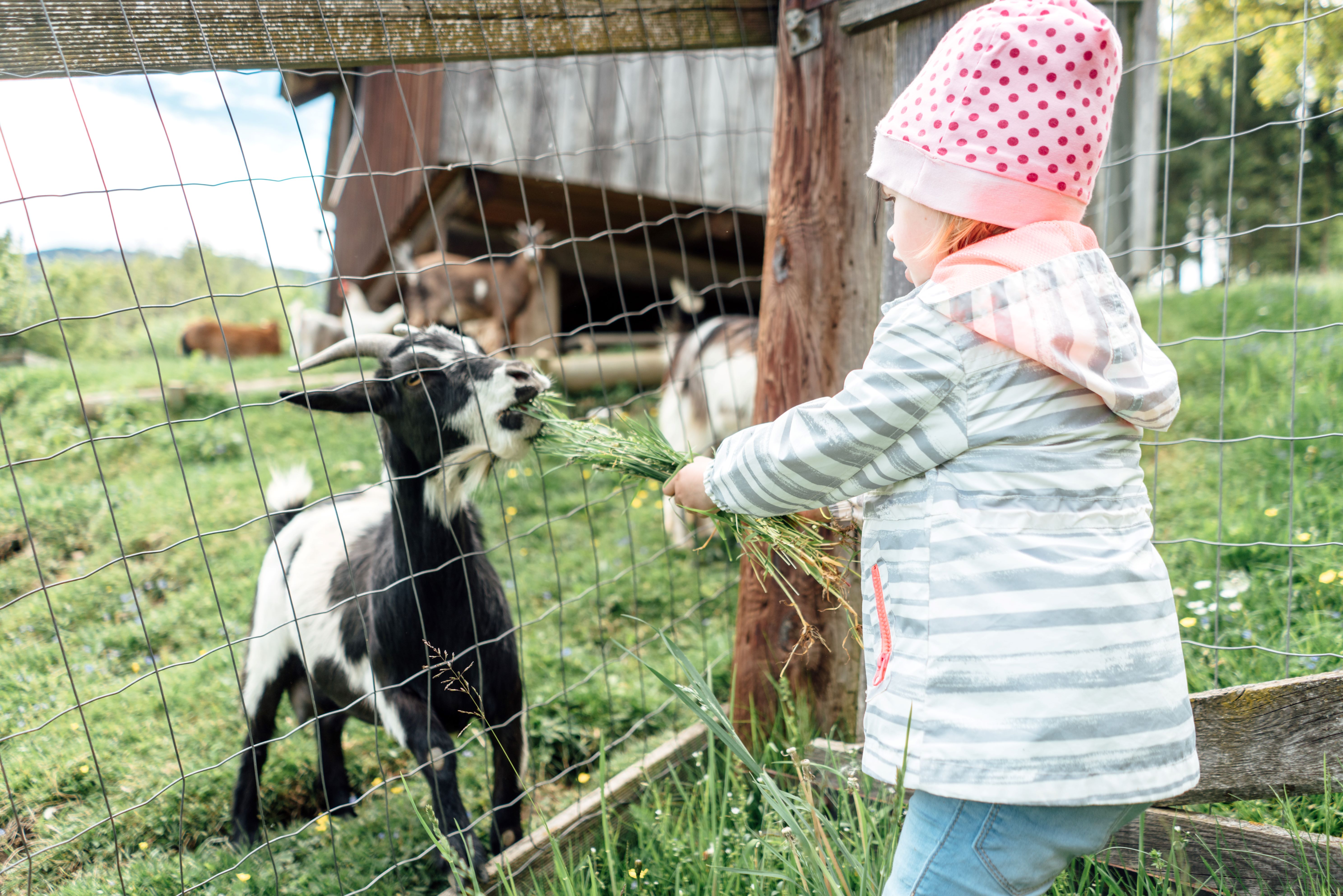 počitnice na kmetiji - Štajerska - Mädchen beim Zwergziegen füttern bei Urlaub am Bauernhof Perhofer in der Oststeiermark.  - Kindererlebnis-Bauernhof Perhofer Kleinkinderwochen im Almenland