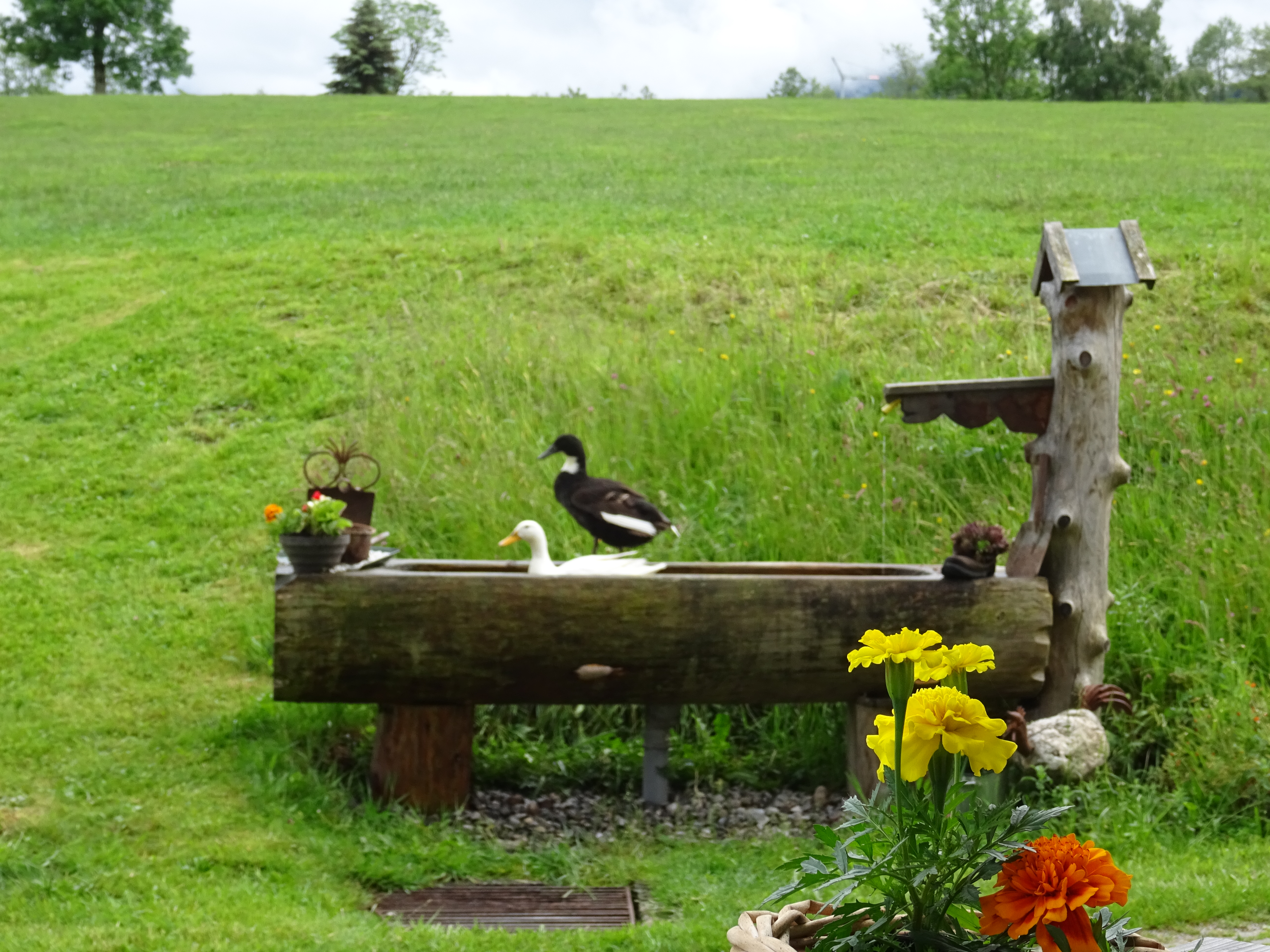 Bauernhofurlaub-Angebot: auch unsere 
Tiere haben "Urlaub" - Last Minute