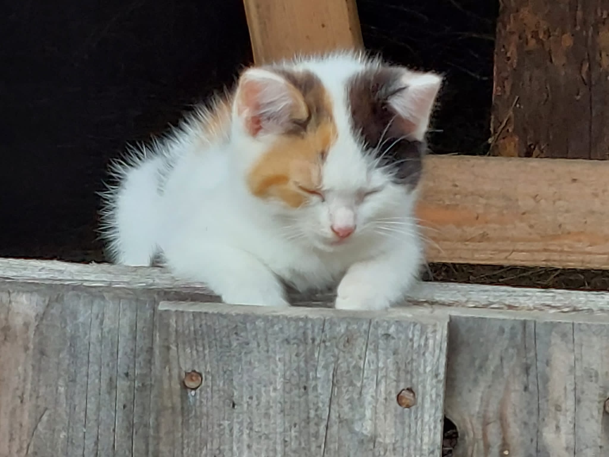 Ferien Bauernhof: Unsere  verspielten Katzen - Bauernhof Waira