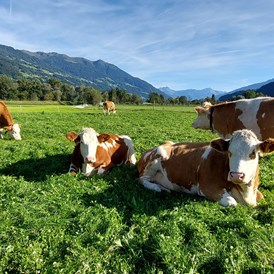 Ferien Bauernhof: Brixnerhof im Zillertal
