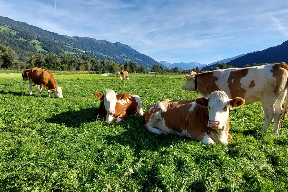 Ferien Bauernhof: Brixnerhof im Zillertal