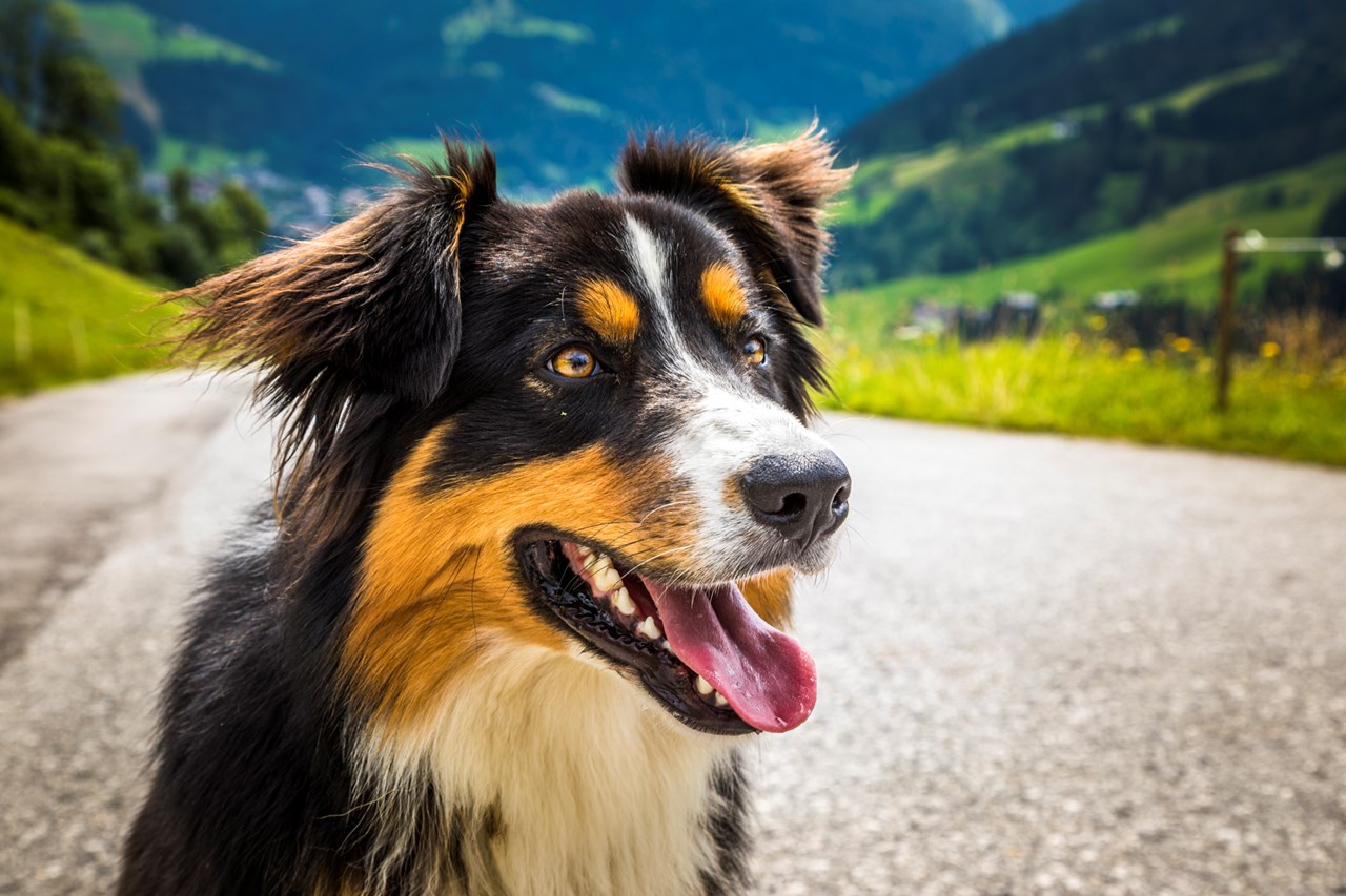Bio Bauernhof Oberbenk unsere Tiere Franzl