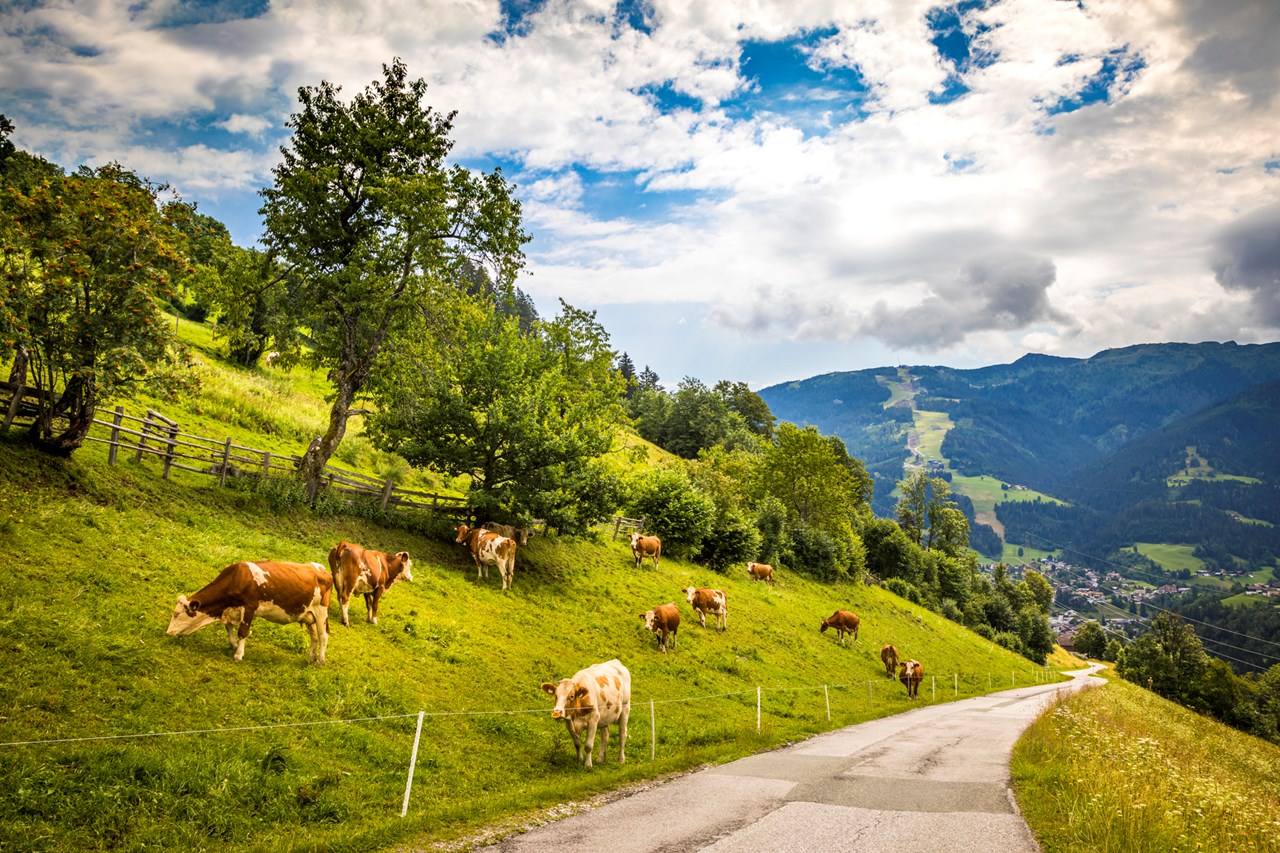 Bio Bauernhof Oberbenk unsere Tiere Unsre Kühe 