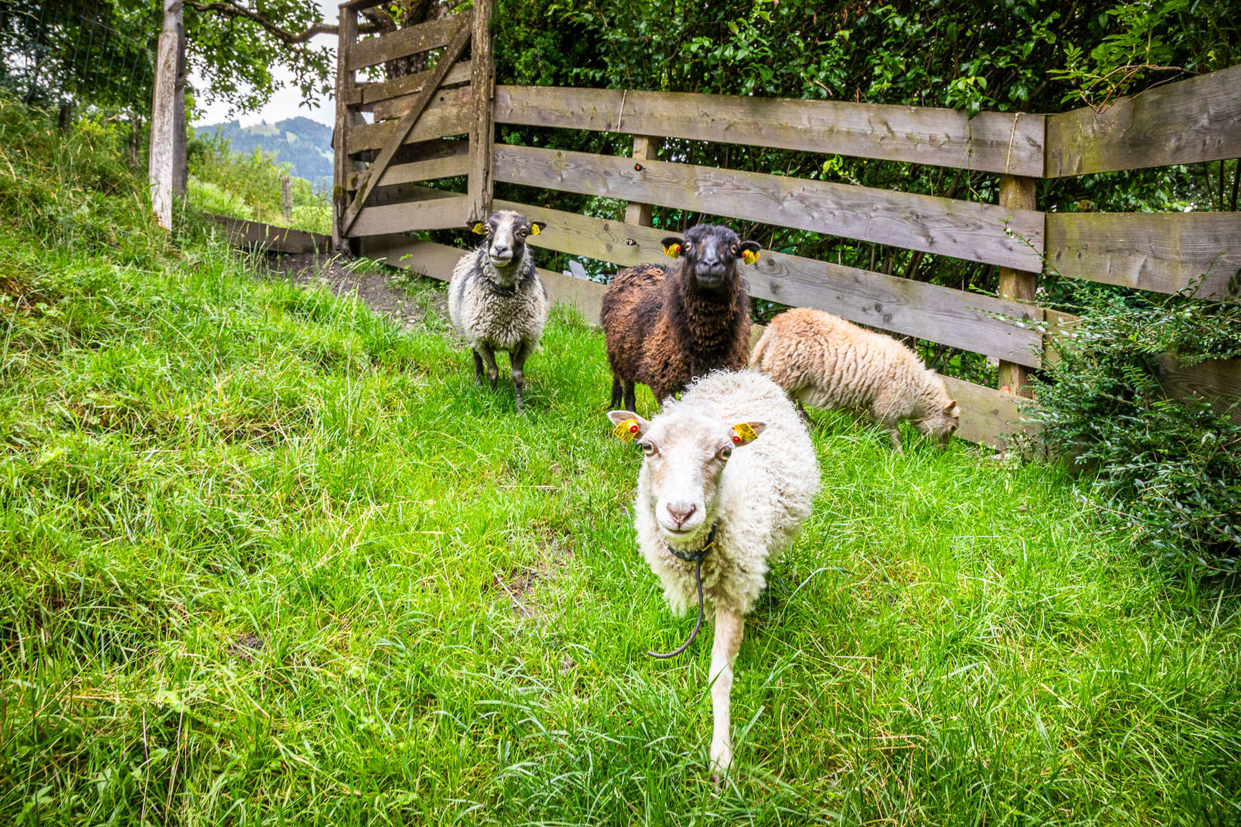 Ferien Bauernhof: Bio-Bauernhof Torbauer