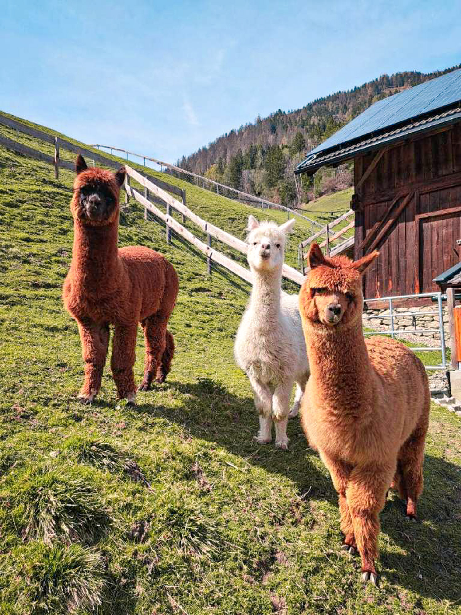 Ferien Bauernhof: Bio-Bauernhof Torbauer