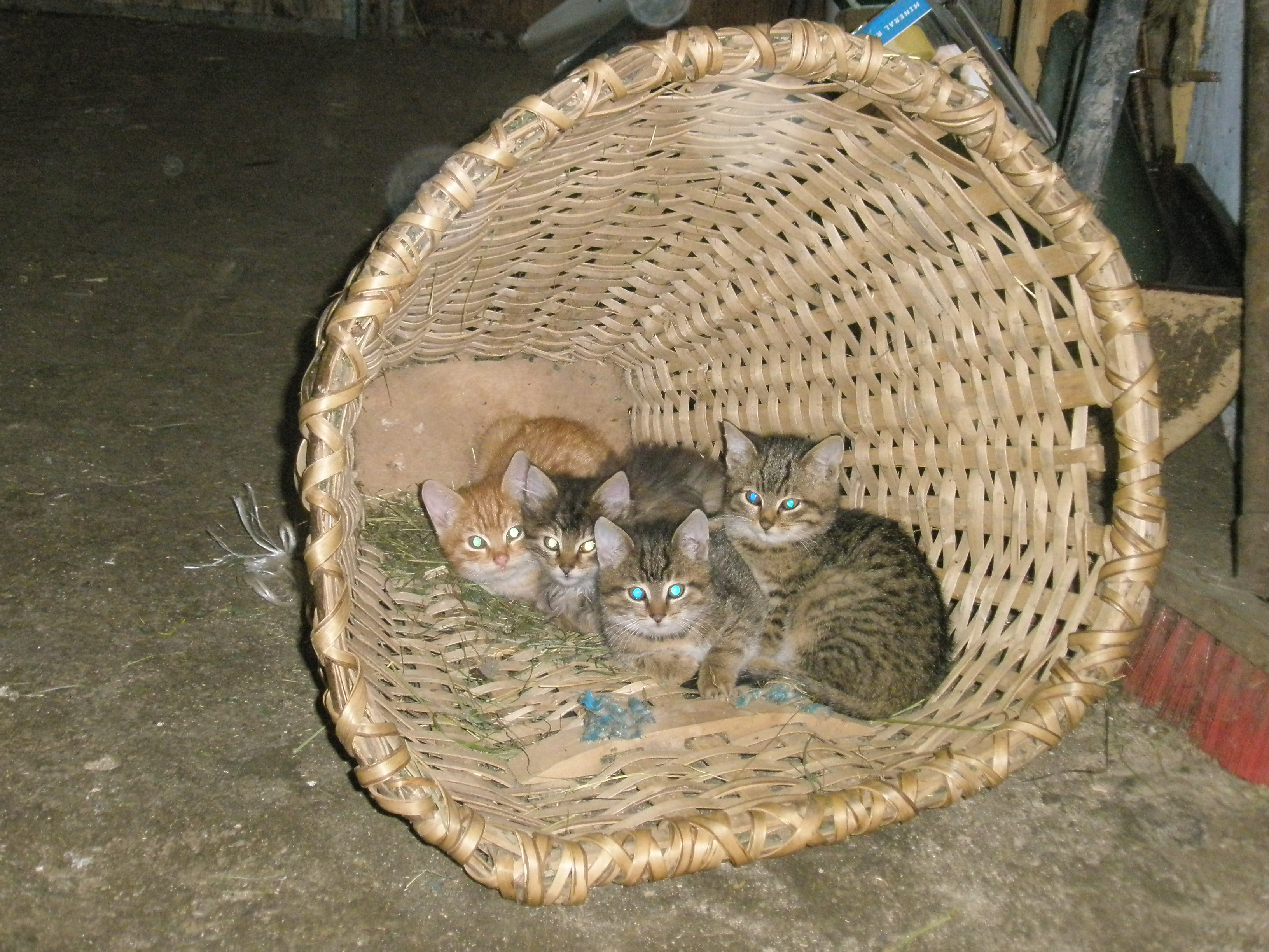 Ferien Bauernhof: BRANDEBENGUT BIOBAUERNHOF - Animaux, Cour de ferme