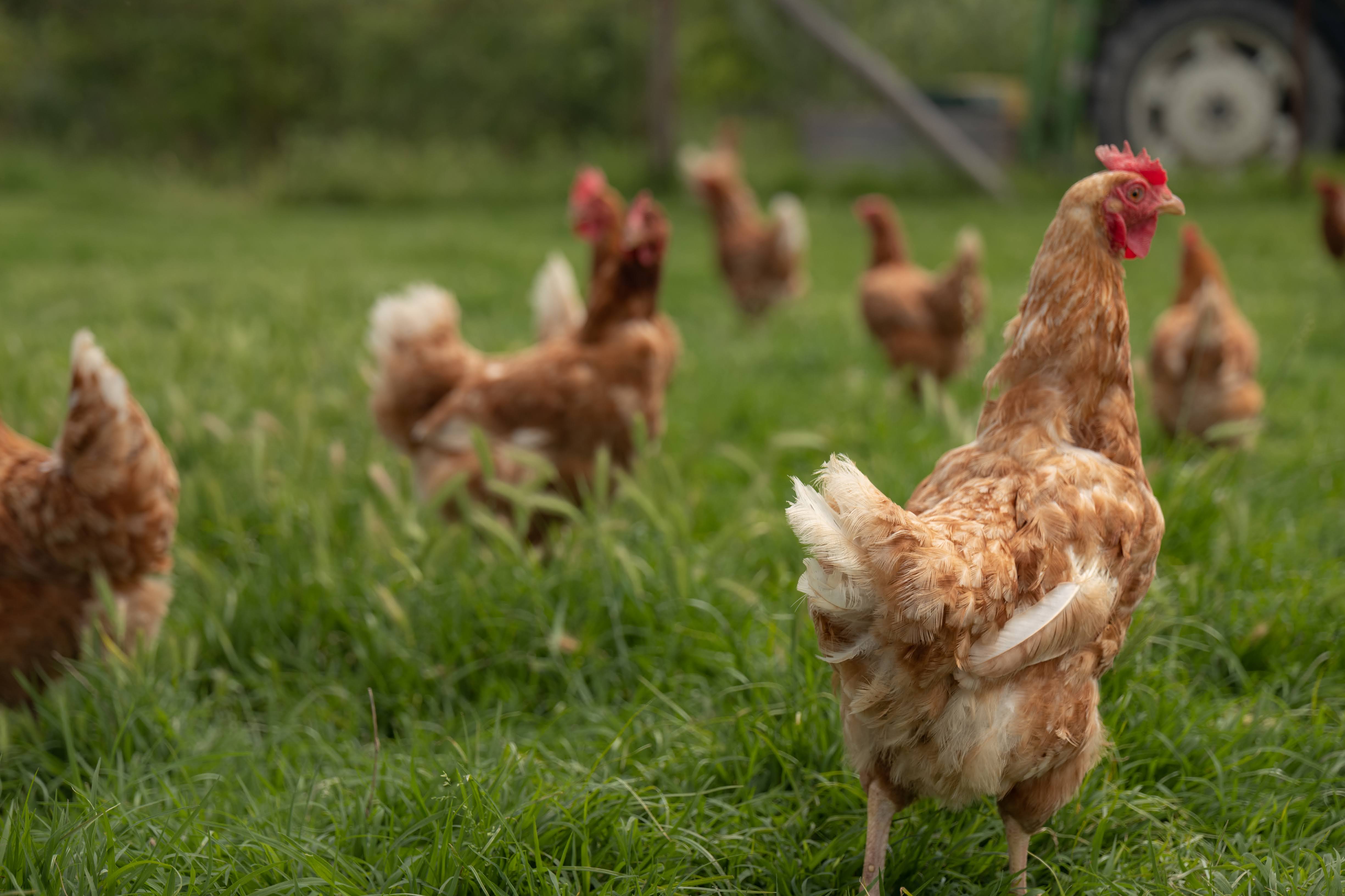 Corte Carezzabella Nos animaux Poulet