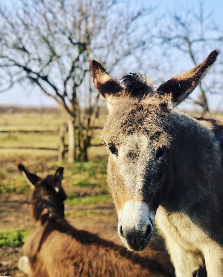 Corte Carezzabella Nos animaux Âne
