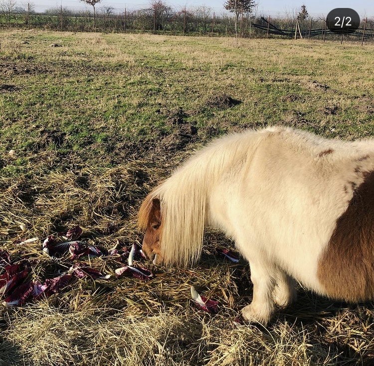 Corte Carezzabella Nos animaux Poneys