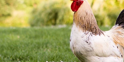 wakacje na farmie - Tiere am Hof: Hühner - Sarntal - Symbolbild für Urlaub auf einem Bauernhof - Gschlunerhof