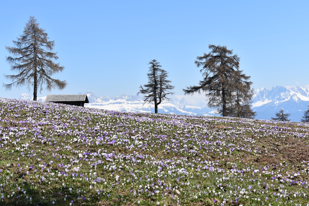 Feldhof Bestemmingen Salten-Tschögglberg