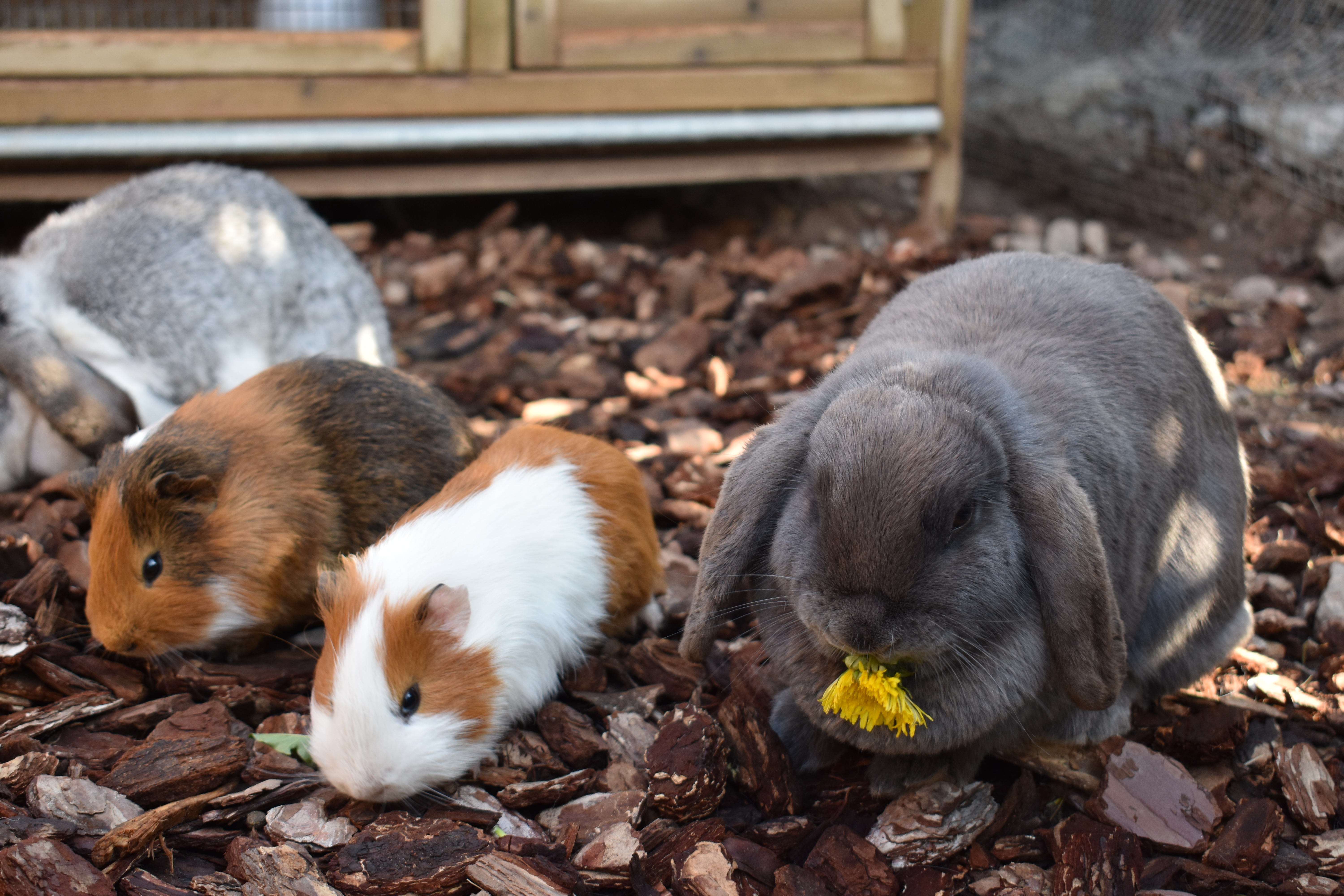 Feldhof Onze dieren Konijnen & Cavia's