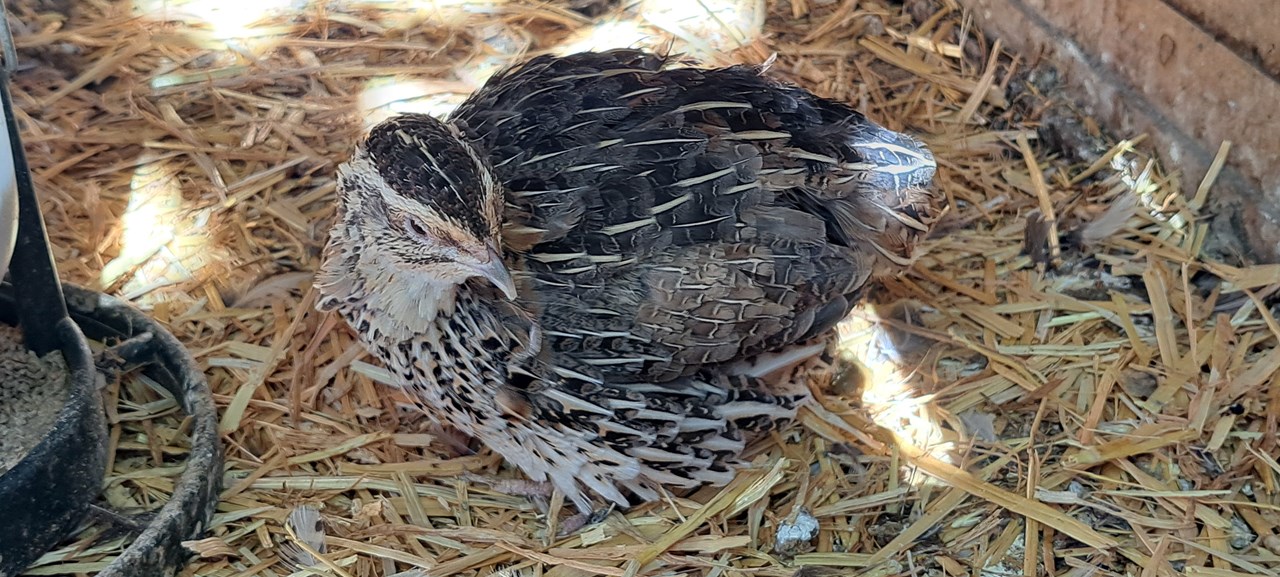 Feldhof unsere Tiere Wachteln