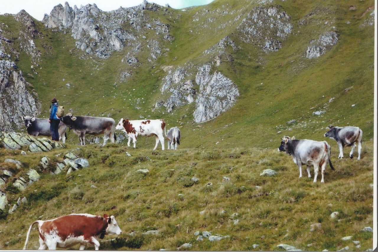 Bad Schuesslerhof unsere Tiere Kühe