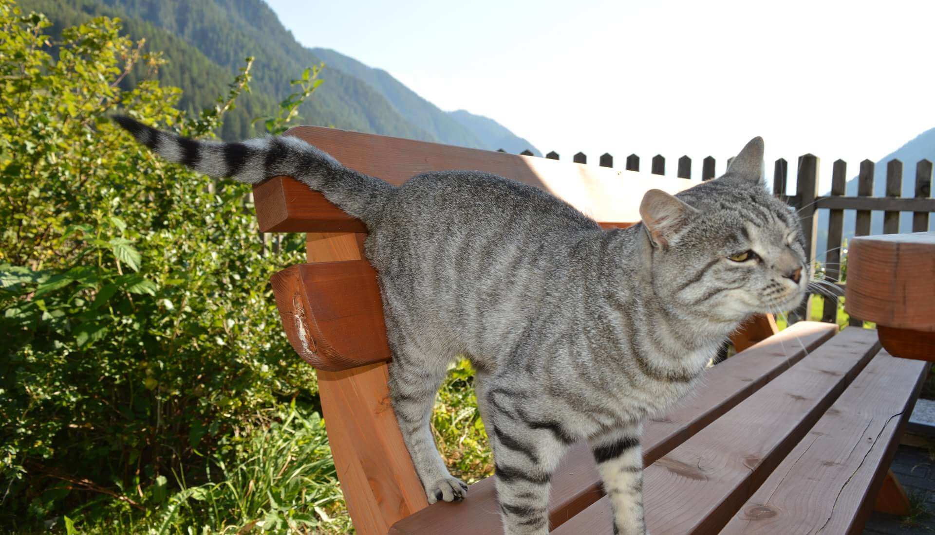 Ferien Bauernhof: Feldererhof