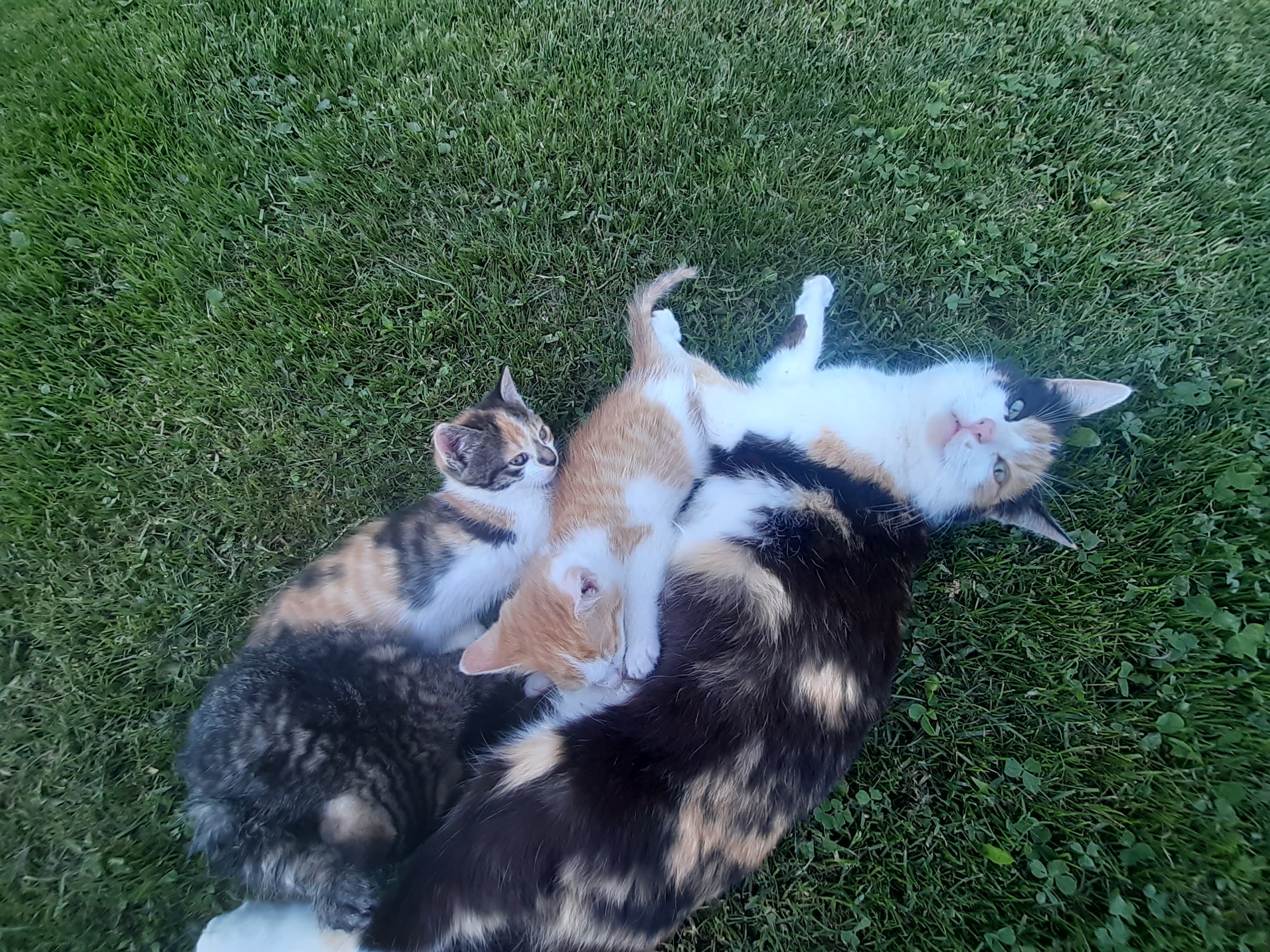 Promschhof Ferienhaus Onze dieren Katten