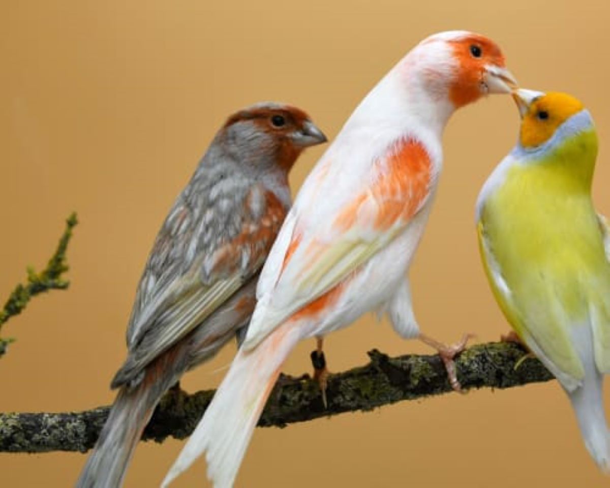 Ferien Bauernhof: nawu_apartments_Bauernhof_Kanarienvögel - nawu apartments**** & Restaurant, die neue Leichtigkeit des Urlaubs