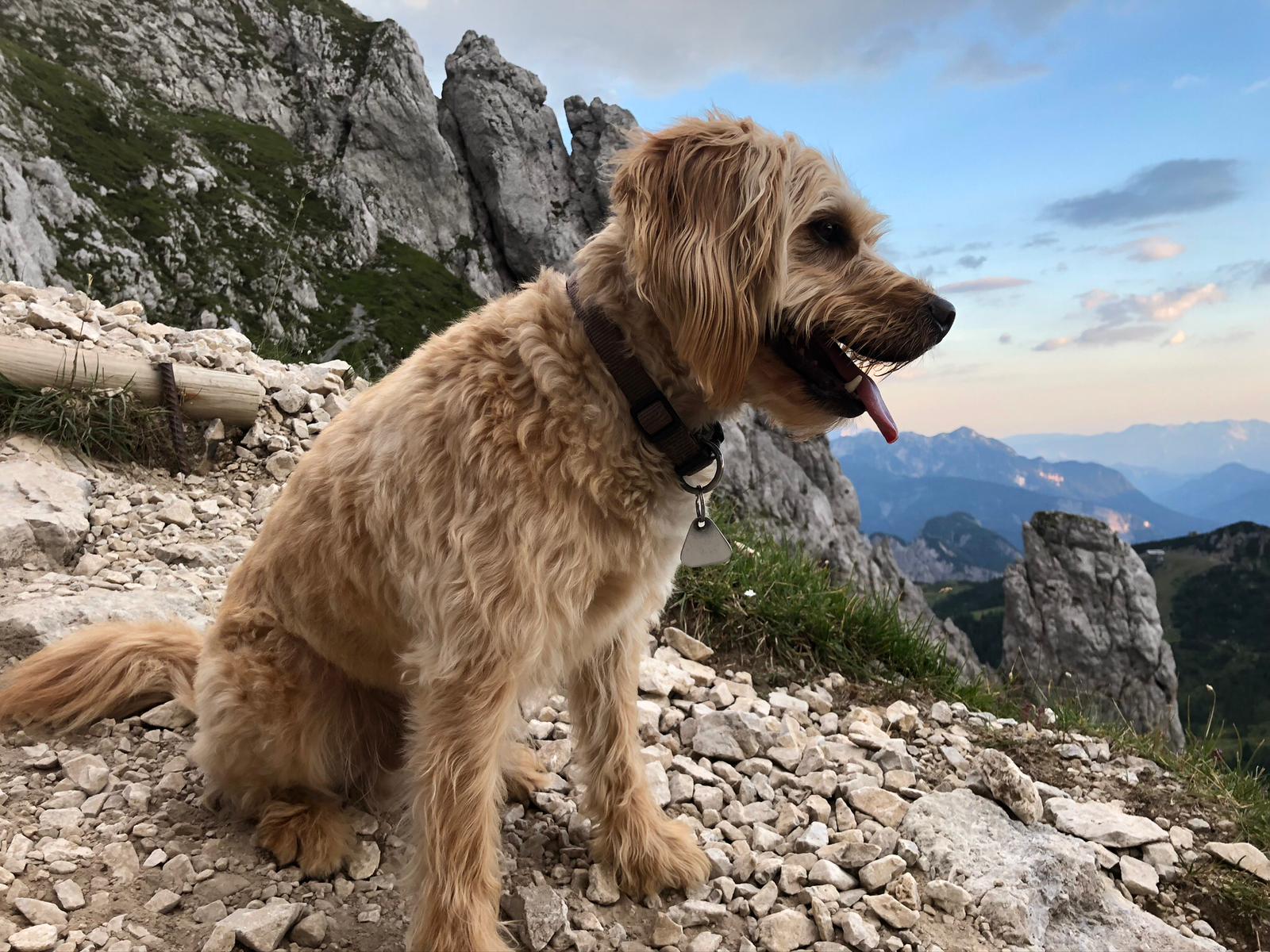 Ferien Bauernhof: nawu_apartments_Urlaub_mit_Hund_wandern_Berge - nawu apartments**** & Restaurant, die neue Leichtigkeit des Urlaubs