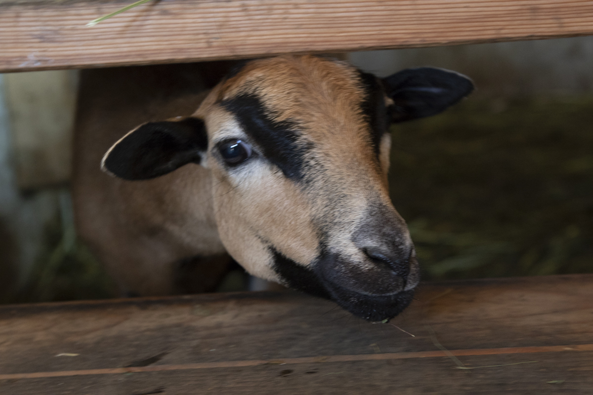 Ferien Bauernhof: nawu_apartments_Bauernhofurlaub_Schafe - nawu apartments**** & Restaurant, die neue Leichtigkeit des Urlaubs