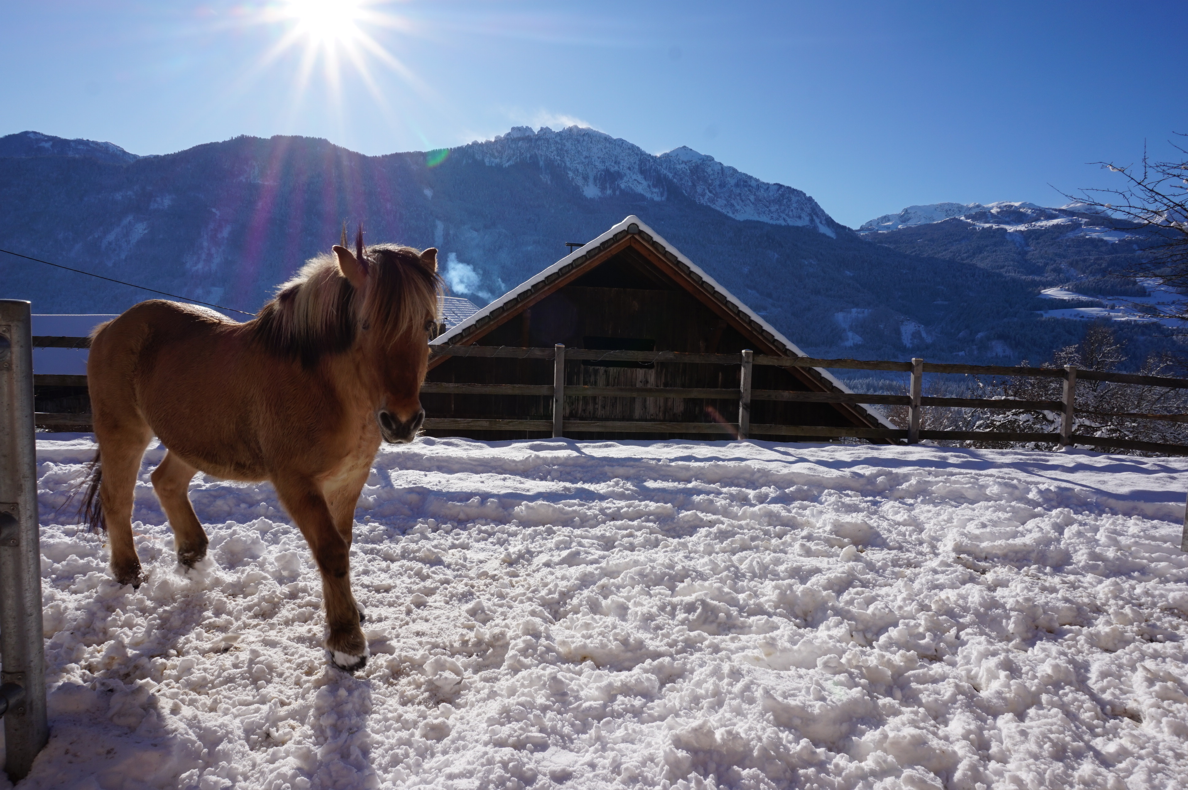 Ferien Bauernhof: nawu_apartments_Bauernhofurlaub_Pferde - nawu apartments**** & Restaurant, die neue Leichtigkeit des Urlaubs