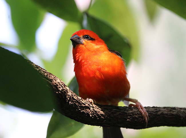 nawu apartments**** & Restaurant, die neue Leichtigkeit des Urlaubs unsere Tiere Vögel