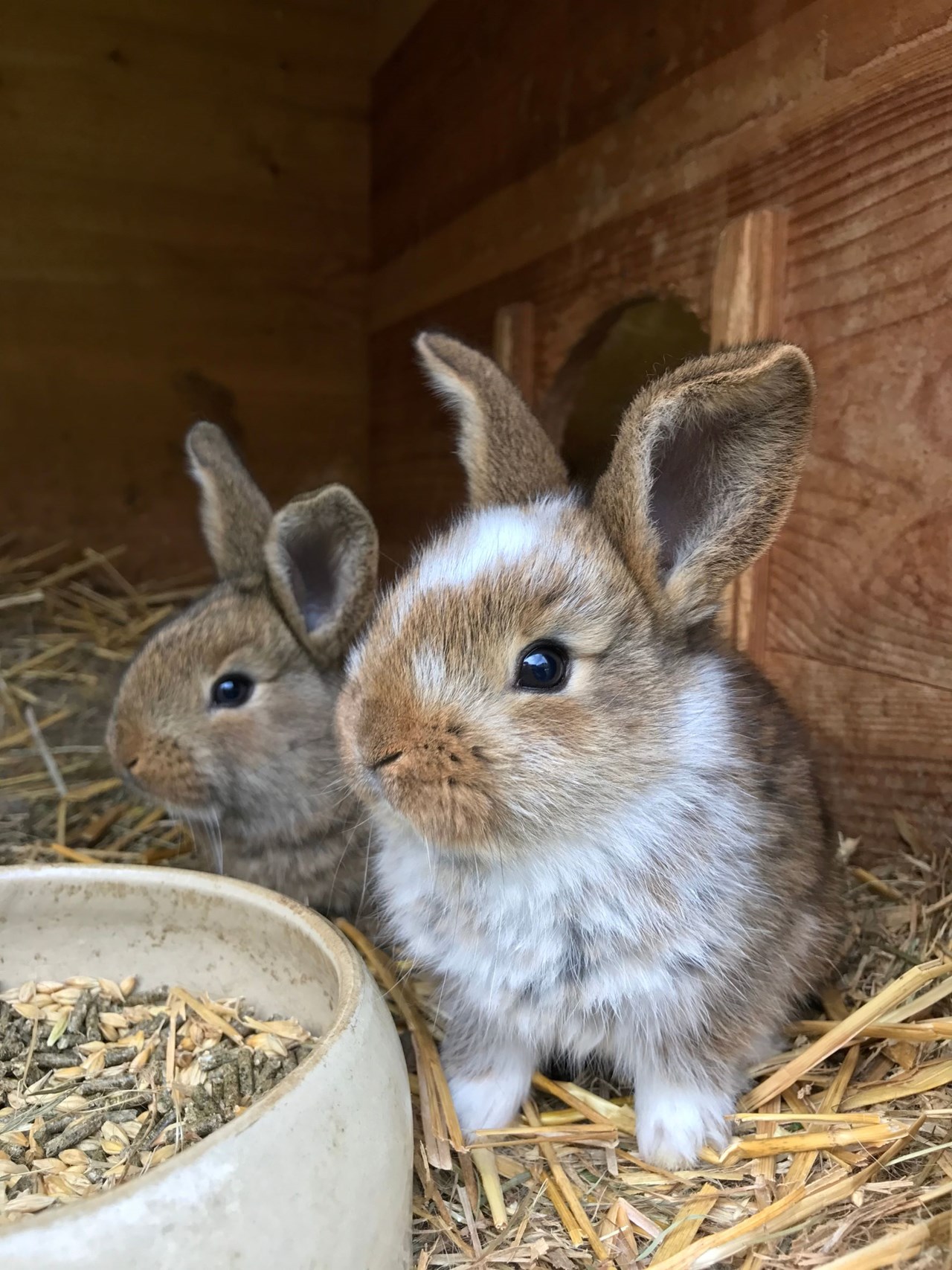 nawu apartments**** & Restaurant, die neue Leichtigkeit des Urlaubs Onze dieren Konijnen