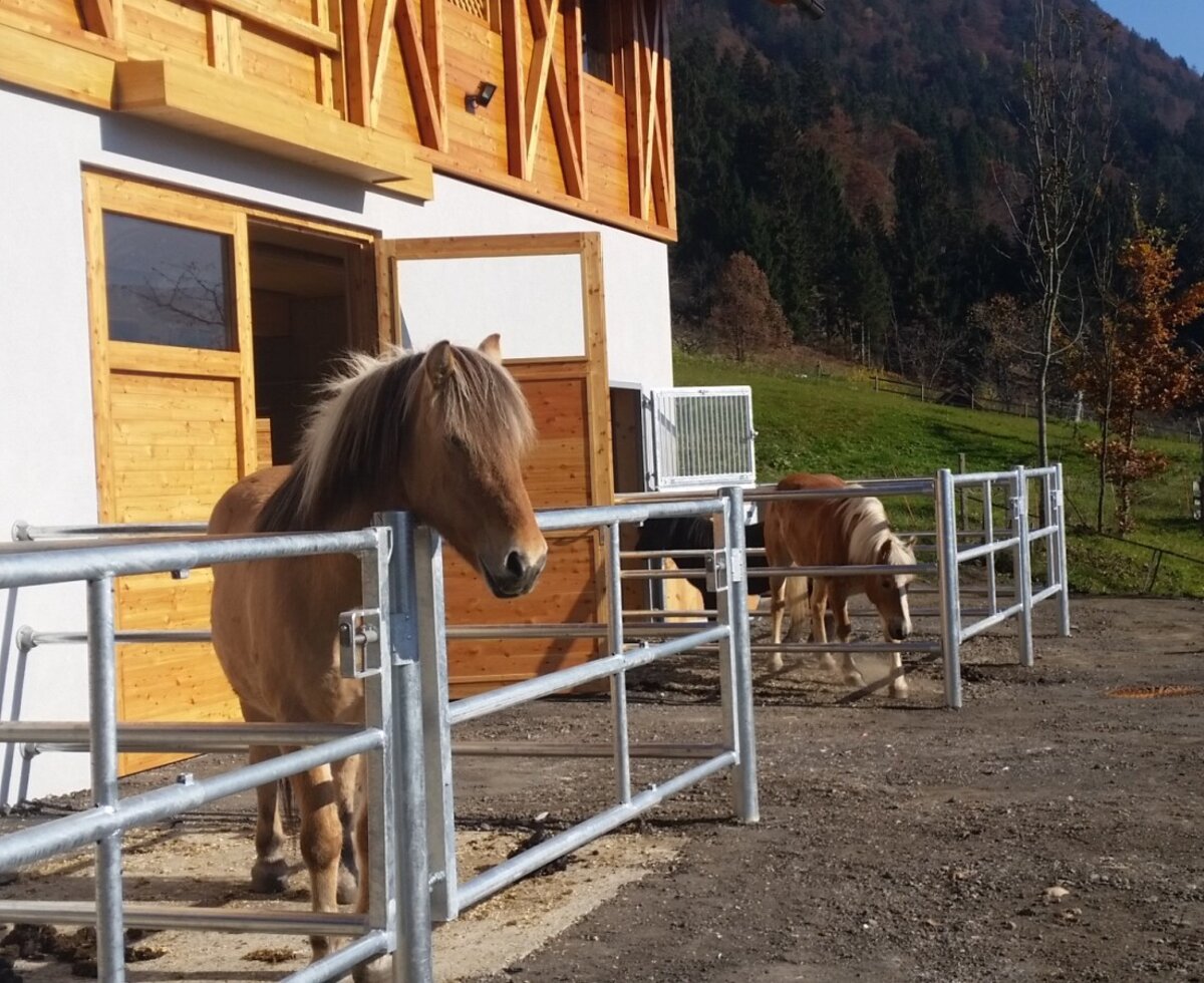 nawu apartments**** & Restaurant, die neue Leichtigkeit des Urlaubs I nostri animali Cavallo