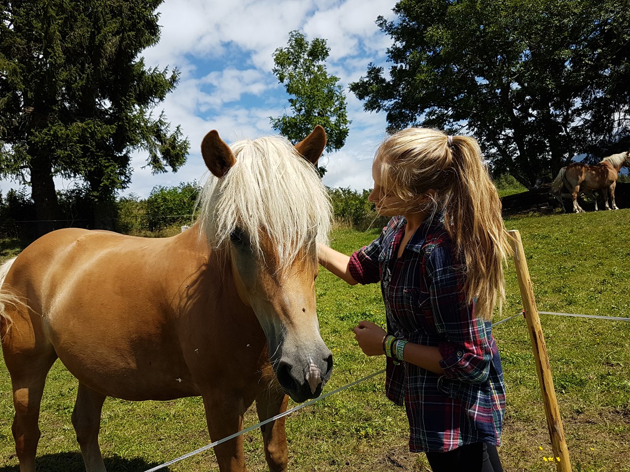 nawu apartments**** & Restaurant, die neue Leichtigkeit des Urlaubs I nostri animali Cavallo