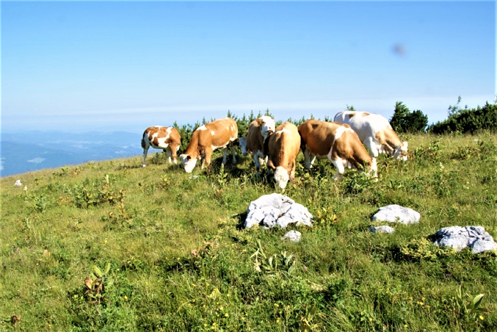 Ferien Bauernhof: Petra und Albert Zopf/ Feichtingerhof