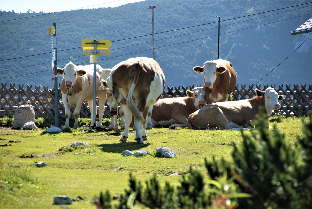 Petra und Albert Zopf/ Feichtingerhof Bestemmingen Oplikken