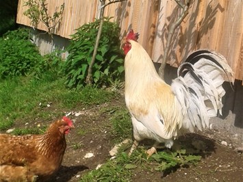 Petra und Albert Zopf/ Feichtingerhof unsere Tiere Im Hühnergehege